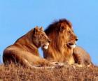 Λιοντάρι και λέαινα